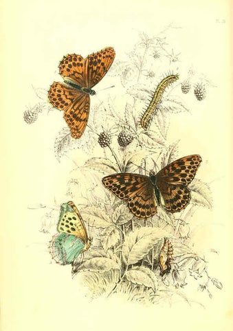 Reproducción/Reproduction 6069025539: The genera and species of British butterflies London :T.J. Allman ...,[1860?] 