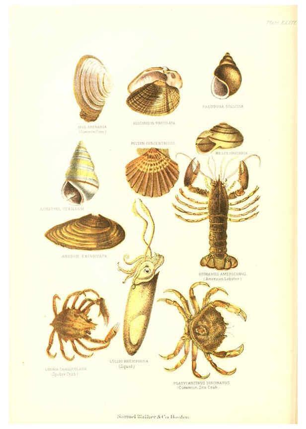 Reproducción/Reproduction 6069516404: The living world. v.1. Boston :Samuel Walker & Co.,1868-1870, c1868
