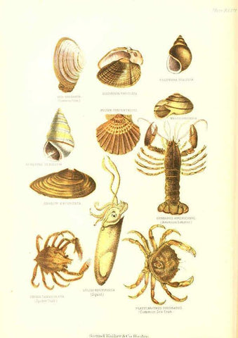 Reproducción/Reproduction 6069516404: The living world. v.1. Boston :Samuel Walker & Co.,1868-1870, c1868