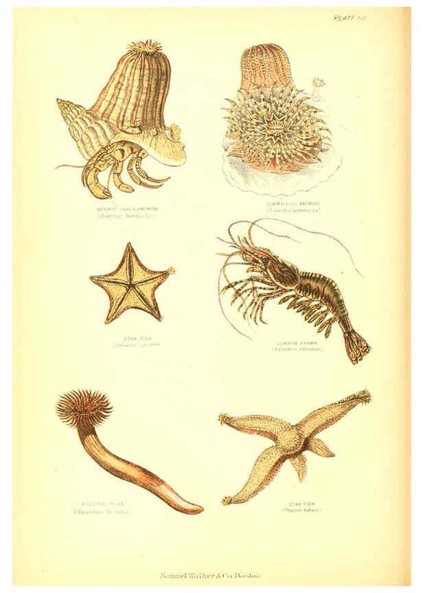 Reproducción/Reproduction 6069517020: The living world. v.1. Boston :Samuel Walker & Co.,1868-1870, c1868