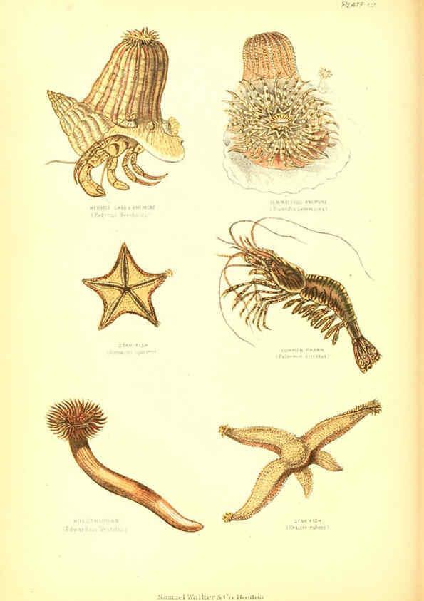 Reproducción/Reproduction 6069517020: The living world. v.1. Boston :Samuel Walker & Co.,1868-1870, c1868