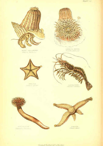 Reproducción/Reproduction 6069517020: The living world. v.1. Boston :Samuel Walker & Co.,1868-1870, c1868