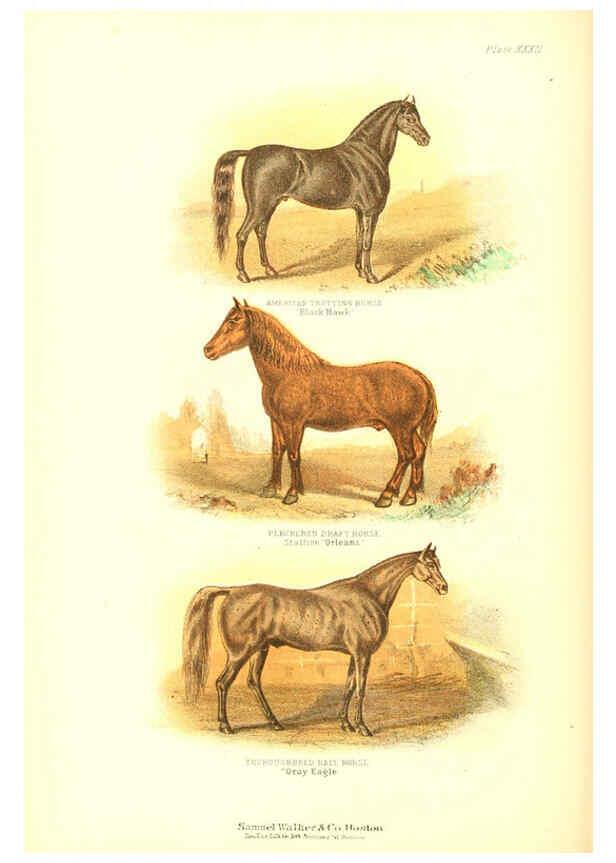 Reproducción/Reproduction 6069517492: The living world. v.1. Boston :Samuel Walker & Co.,1868-1870, c1868