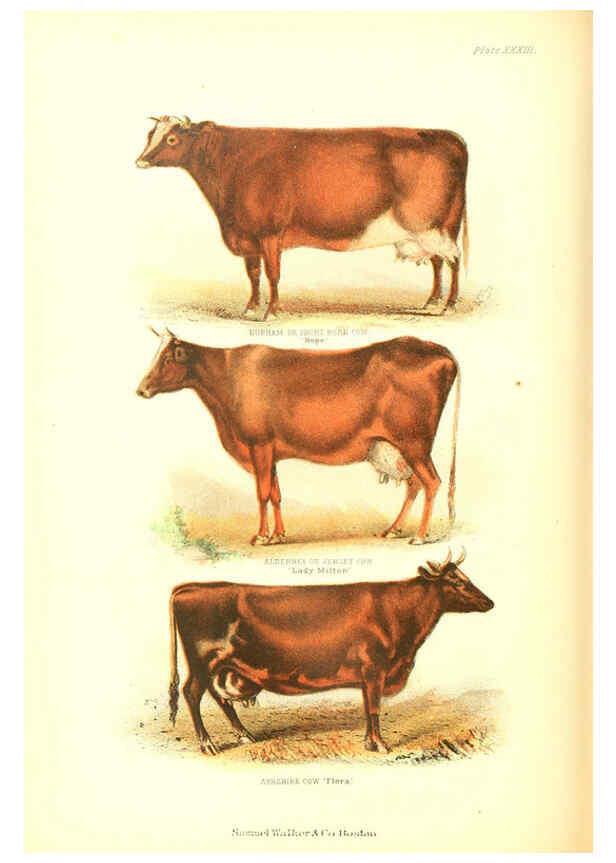 Reproducción/Reproduction 6069517714: The living world. v.1. Boston :Samuel Walker & Co.,1868-1870, c1868