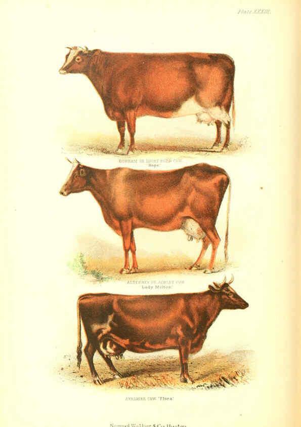 Reproducción/Reproduction 6069517714: The living world. v.1. Boston :Samuel Walker & Co.,1868-1870, c1868