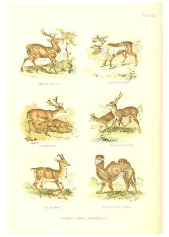 Reproducción/Reproduction 6069517918: The living world. v.1. Boston :Samuel Walker & Co.,1868-1870, c1868