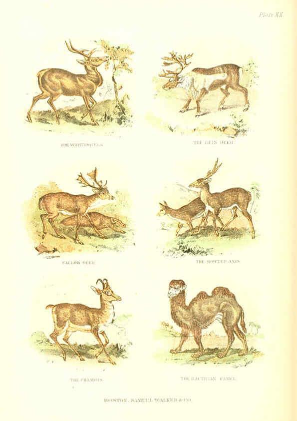 Reproducción/Reproduction 6069517918: The living world. v.1. Boston :Samuel Walker & Co.,1868-1870, c1868