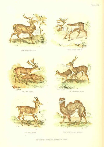 Reproducción/Reproduction 6069517918: The living world. v.1. Boston :Samuel Walker & Co.,1868-1870, c1868