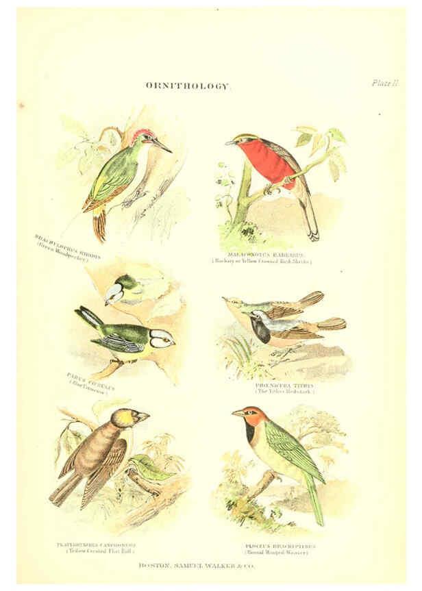 Reproducción/Reproduction 6068970471: The living world. v.1. Boston :Samuel Walker & Co.,1868-1870, c1868