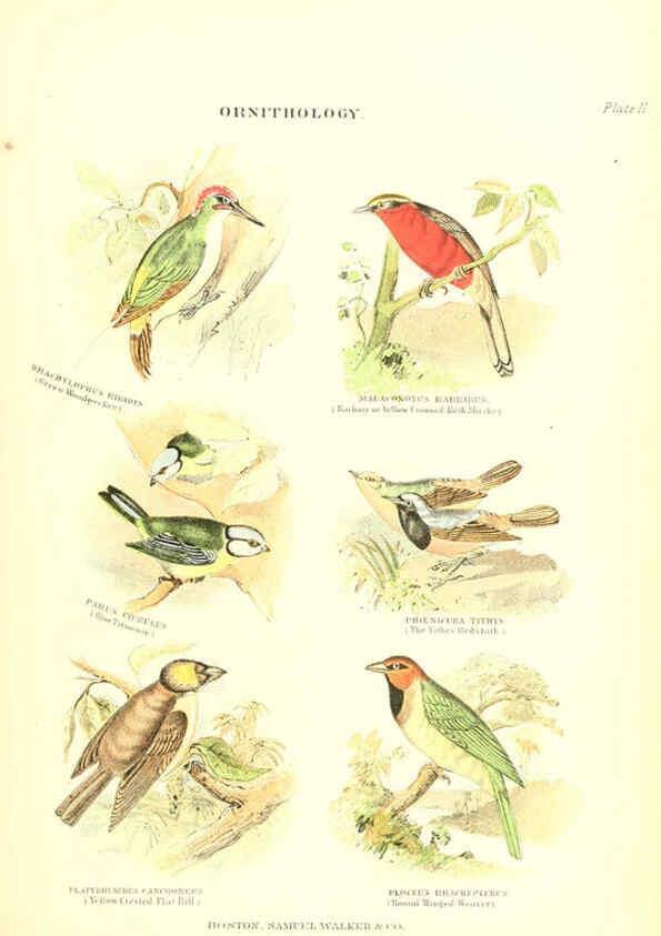 Reproducción/Reproduction 6068970471: The living world. v.1. Boston :Samuel Walker & Co.,1868-1870, c1868