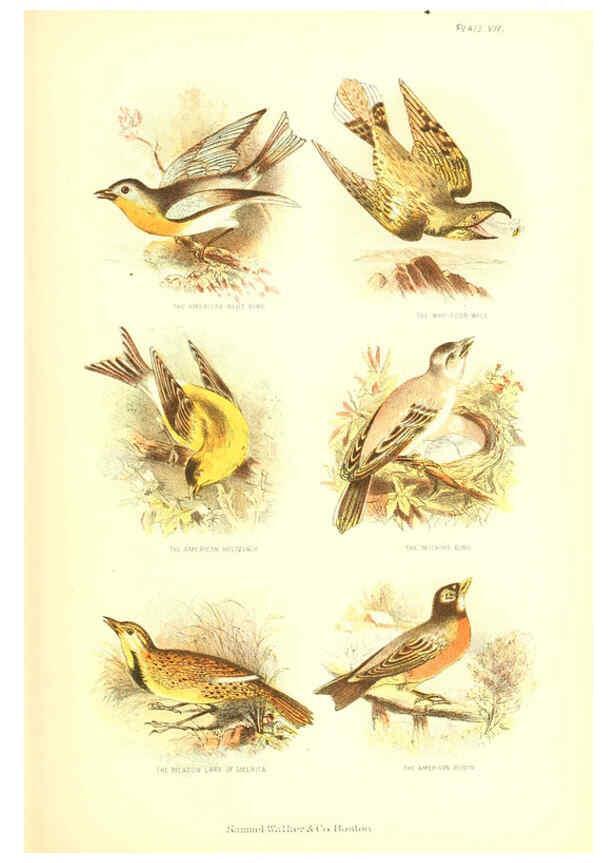 Reproducción/Reproduction 6069518512: The living world. v.1. Boston :Samuel Walker & Co.,1868-1870, c1868