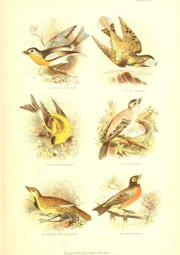 Reproducción/Reproduction 6069518512: The living world. v.1. Boston :Samuel Walker & Co.,1868-1870, c1868