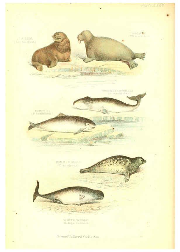 Reproducción/Reproduction 6068968913: The living world. v.1. Boston :Samuel Walker & Co.,1868-1870, c1868