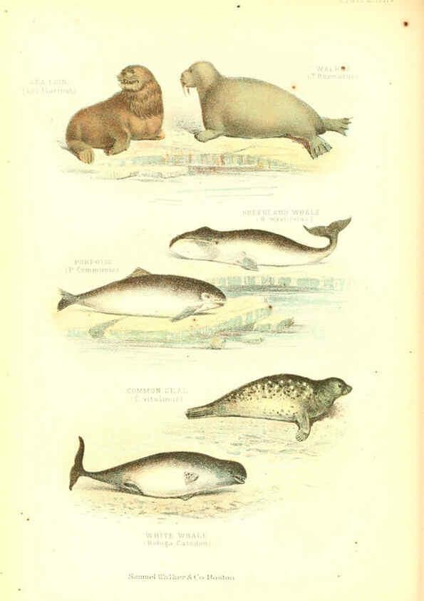 Reproducción/Reproduction 6068968913: The living world. v.1. Boston :Samuel Walker & Co.,1868-1870, c1868