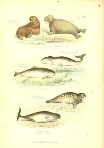 Reproducción/Reproduction 6068968913: The living world. v.1. Boston :Samuel Walker & Co.,1868-1870, c1868