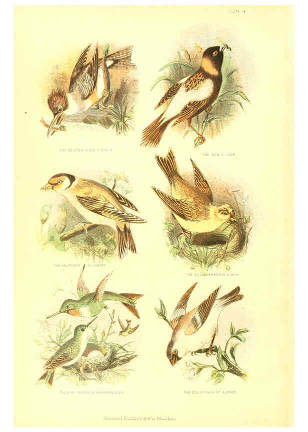 Reproducción/Reproduction 6069514094: The living world. v.1. Boston :Samuel Walker & Co.,1868-1870, c1868