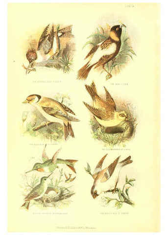 Reproducción/Reproduction 6069514094: The living world. v.1. Boston :Samuel Walker & Co.,1868-1870, c1868