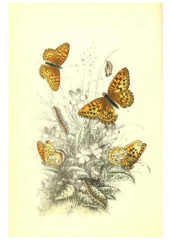 Reproducción/Reproduction 6069573506: The genera and species of British butterflies London :T.J. Allman ...,[1860?] 