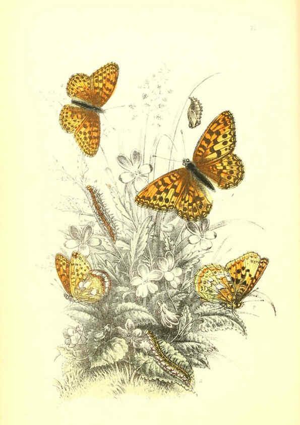Reproducción/Reproduction 6069573506: The genera and species of British butterflies London :T.J. Allman ...,[1860?] 