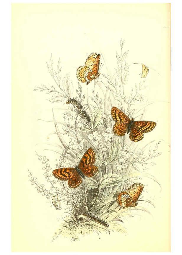 Reproducción/Reproduction 6069574082: The genera and species of British butterflies London :T.J. Allman ...,[1860?] 