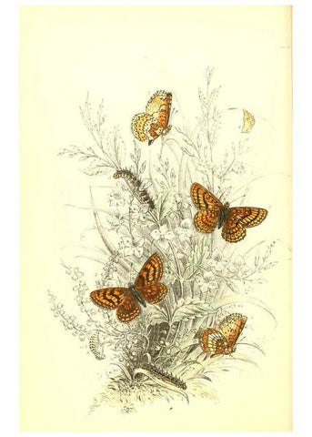 Reproducción/Reproduction 6069574082: The genera and species of British butterflies London :T.J. Allman ...,[1860?] 