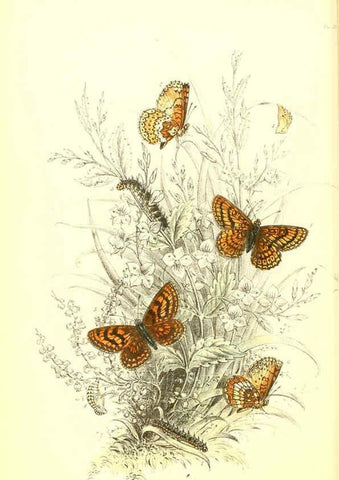Reproducción/Reproduction 6069574082: The genera and species of British butterflies London :T.J. Allman ...,[1860?] 