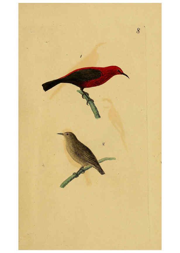 Reproducción/Reproduction 6069767844: Kupfertafeln zur Naturgeschichte der Vögel Frankfurt am Main :Johann David Sauerländer,1832-1833