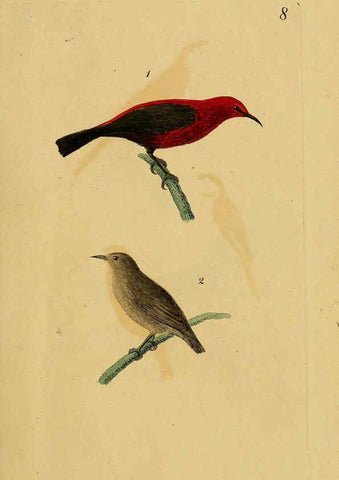 Reproducción/Reproduction 6069767844: Kupfertafeln zur Naturgeschichte der Vögel Frankfurt am Main :Johann David Sauerländer,1832-1833