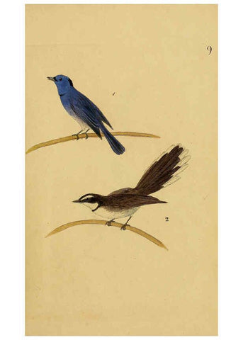 Reproducción/Reproduction 6069768318: Kupfertafeln zur Naturgeschichte der Vögel Frankfurt am Main :Johann David Sauerländer,1832-1833