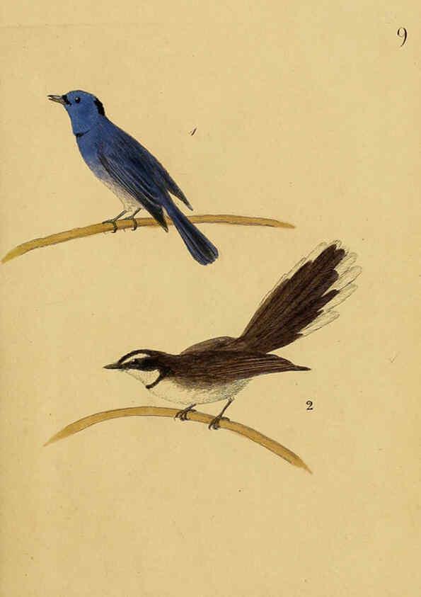 Reproducción/Reproduction 6069768318: Kupfertafeln zur Naturgeschichte der Vögel Frankfurt am Main :Johann David Sauerländer,1832-1833