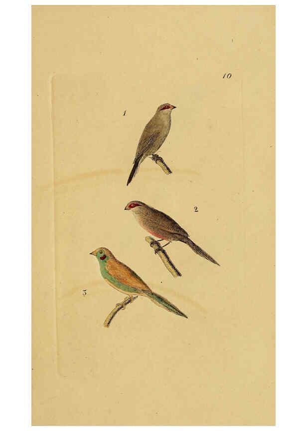Reproducción/Reproduction 6069222183: Kupfertafeln zur Naturgeschichte der Vögel Frankfurt am Main :Johann David Sauerländer,1832-1833
