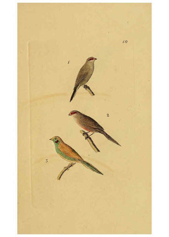 Reproducción/Reproduction 6069222183: Kupfertafeln zur Naturgeschichte der Vögel Frankfurt am Main :Johann David Sauerländer,1832-1833