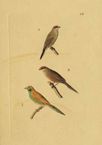 Reproducción/Reproduction 6069222183: Kupfertafeln zur Naturgeschichte der Vögel Frankfurt am Main :Johann David Sauerländer,1832-1833