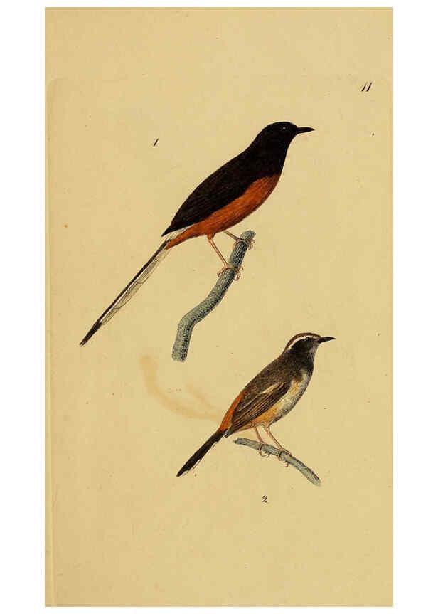 Reproducción/Reproduction 6069222577: Kupfertafeln zur Naturgeschichte der Vögel Frankfurt am Main :Johann David Sauerländer,1832-1833