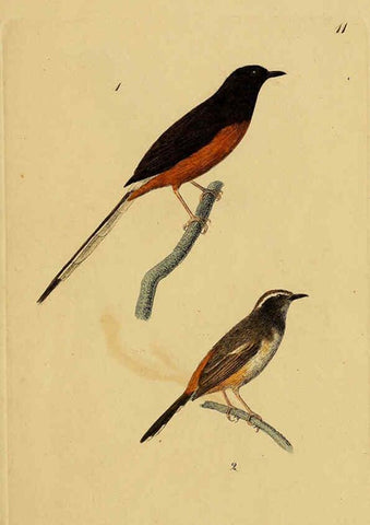 Reproducción/Reproduction 6069222577: Kupfertafeln zur Naturgeschichte der Vögel Frankfurt am Main :Johann David Sauerländer,1832-1833