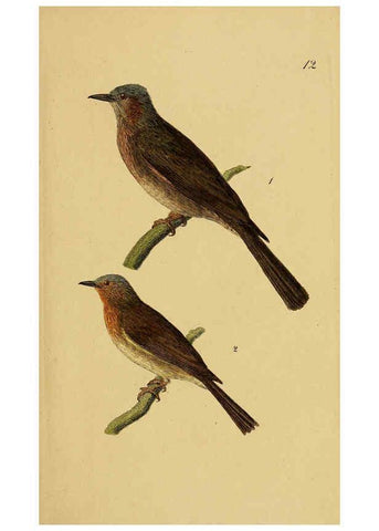 Reproducción/Reproduction 6069769542: Kupfertafeln zur Naturgeschichte der Vögel Frankfurt am Main :Johann David Sauerländer,1832-1833