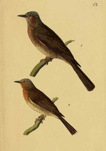 Reproducción/Reproduction 6069769542: Kupfertafeln zur Naturgeschichte der Vögel Frankfurt am Main :Johann David Sauerländer,1832-1833