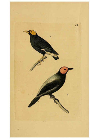 Reproducción/Reproduction 6069770328: Kupfertafeln zur Naturgeschichte der Vögel Frankfurt am Main :Johann David Sauerländer,1832-1833