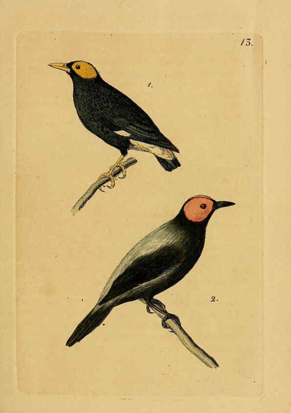 Reproducción/Reproduction 6069770328: Kupfertafeln zur Naturgeschichte der Vögel Frankfurt am Main :Johann David Sauerländer,1832-1833