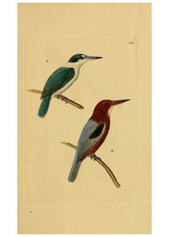 Reproducción/Reproduction 6069770734: Kupfertafeln zur Naturgeschichte der Vögel Frankfurt am Main :Johann David Sauerländer,1832-1833