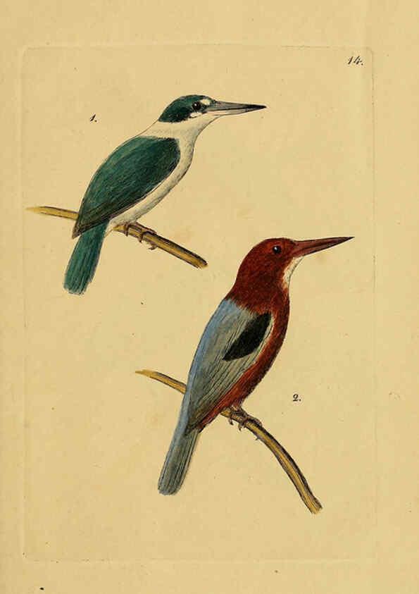 Reproducción/Reproduction 6069770734: Kupfertafeln zur Naturgeschichte der Vögel Frankfurt am Main :Johann David Sauerländer,1832-1833