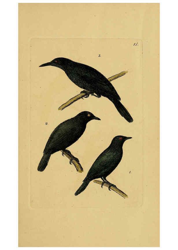 Reproducción/Reproduction 6069771140: Kupfertafeln zur Naturgeschichte der Vögel Frankfurt am Main :Johann David Sauerländer,1832-1833