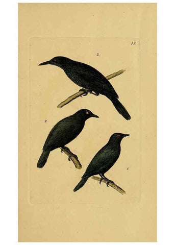 Reproducción/Reproduction 6069771140: Kupfertafeln zur Naturgeschichte der Vögel Frankfurt am Main :Johann David Sauerländer,1832-1833