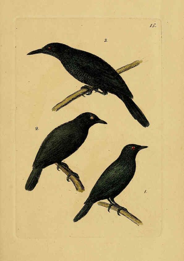 Reproducción/Reproduction 6069771140: Kupfertafeln zur Naturgeschichte der Vögel Frankfurt am Main :Johann David Sauerländer,1832-1833