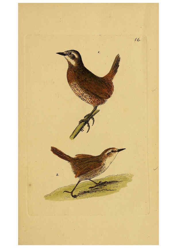 Reproducción/Reproduction 6069771368: Kupfertafeln zur Naturgeschichte der Vögel Frankfurt am Main :Johann David Sauerländer,1832-1833