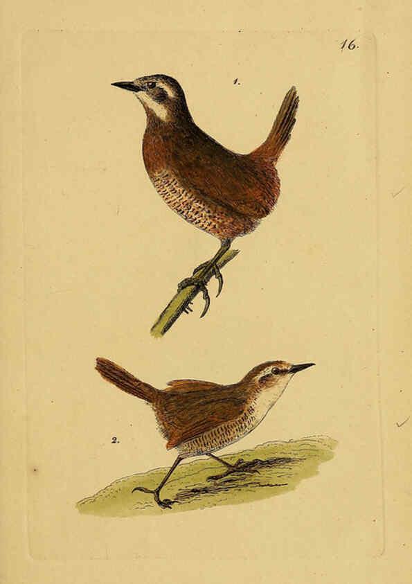 Reproducción/Reproduction 6069771368: Kupfertafeln zur Naturgeschichte der Vögel Frankfurt am Main :Johann David Sauerländer,1832-1833