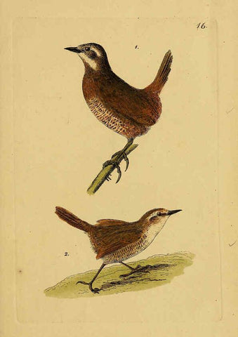 Reproducción/Reproduction 6069771368: Kupfertafeln zur Naturgeschichte der Vögel Frankfurt am Main :Johann David Sauerländer,1832-1833