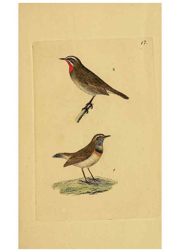 Reproducción/Reproduction 6069771656: Kupfertafeln zur Naturgeschichte der Vögel Frankfurt am Main :Johann David Sauerländer,1832-1833