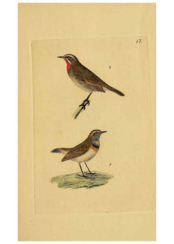 Reproducción/Reproduction 6069771656: Kupfertafeln zur Naturgeschichte der Vögel Frankfurt am Main :Johann David Sauerländer,1832-1833