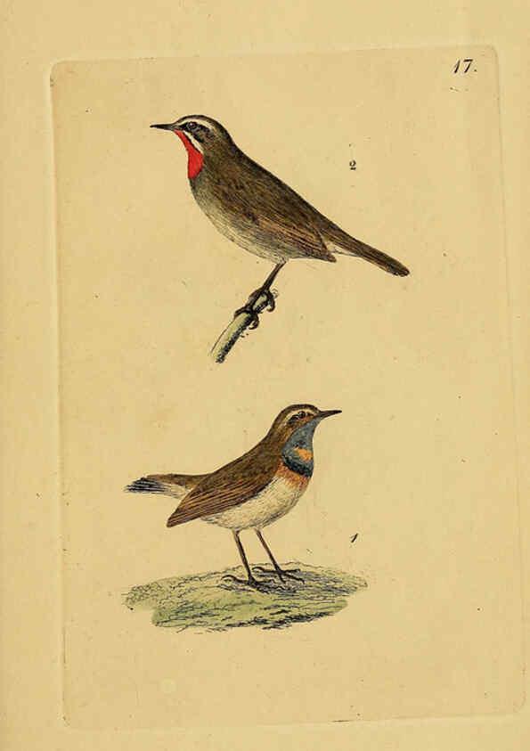 Reproducción/Reproduction 6069771656: Kupfertafeln zur Naturgeschichte der Vögel Frankfurt am Main :Johann David Sauerländer,1832-1833